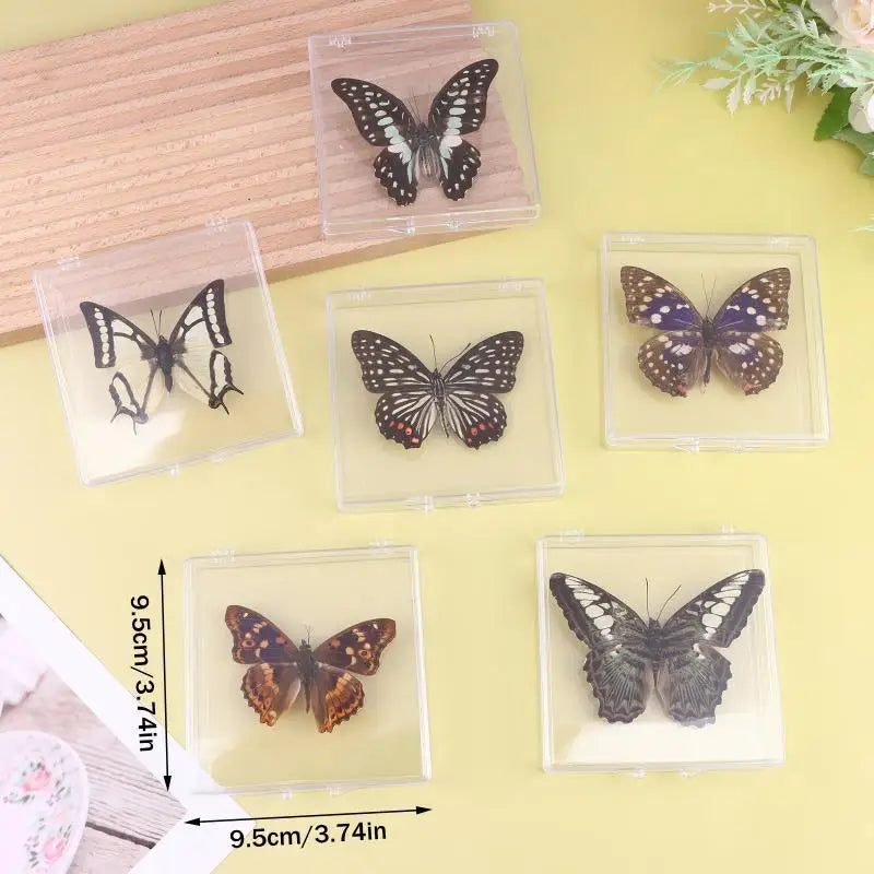 A collection of real preserved butterfly specimens displayed in clear plastic frames on a light yellow background.