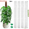 Hoher weißer Kunststoffmoosstab für Zimmerpflanzen mit 4 Stück neben einer Monstera-Pflanze.