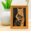 Gerahmtes Gemälde einer orangefarbenen Katze, die einen schwarzen K kitten hält, vor dunklem Hintergrund.