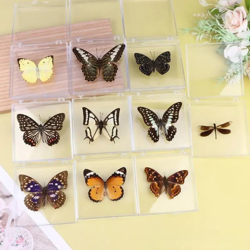 A collection of real preserved butterfly specimens displayed in clear plastic frames on a light yellow background.