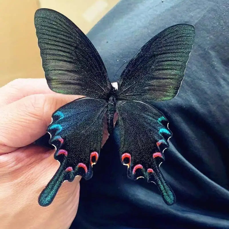 A dark green and black preserved butterfly specimen is held in a hand against a dark background.