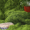A dense green artificial moss landscape featuring textured greenery and a terracotta pot.