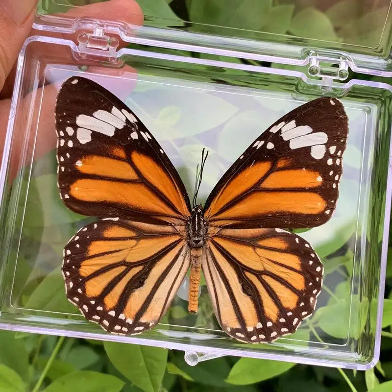 A preserved orange and black butterfly specimen displayed in a clear plastic frame.
