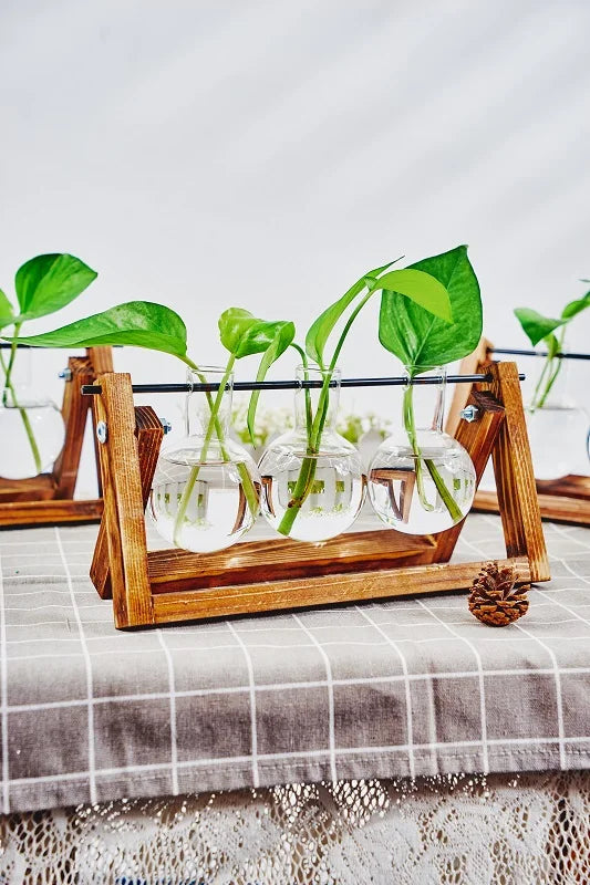 Una estación de propagación de madera contiene varios frascos de vidrio con brotes de plantas verdes creciendo en agua.