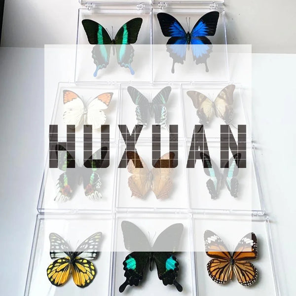 A collection of preserved butterfly specimens, including blue, green, and orange varieties, displayed in clear plastic frames