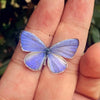 A blue butterfly specimen with white edges is held on a person's hand.
