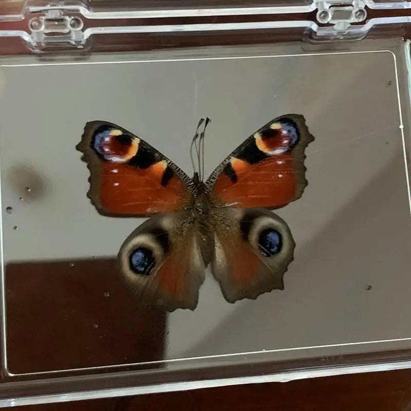 A preserved orange and black butterfly specimen displayed in a clear glass frame.