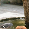 A dove is drinking water from a copper bird bath disk on a stone surface.