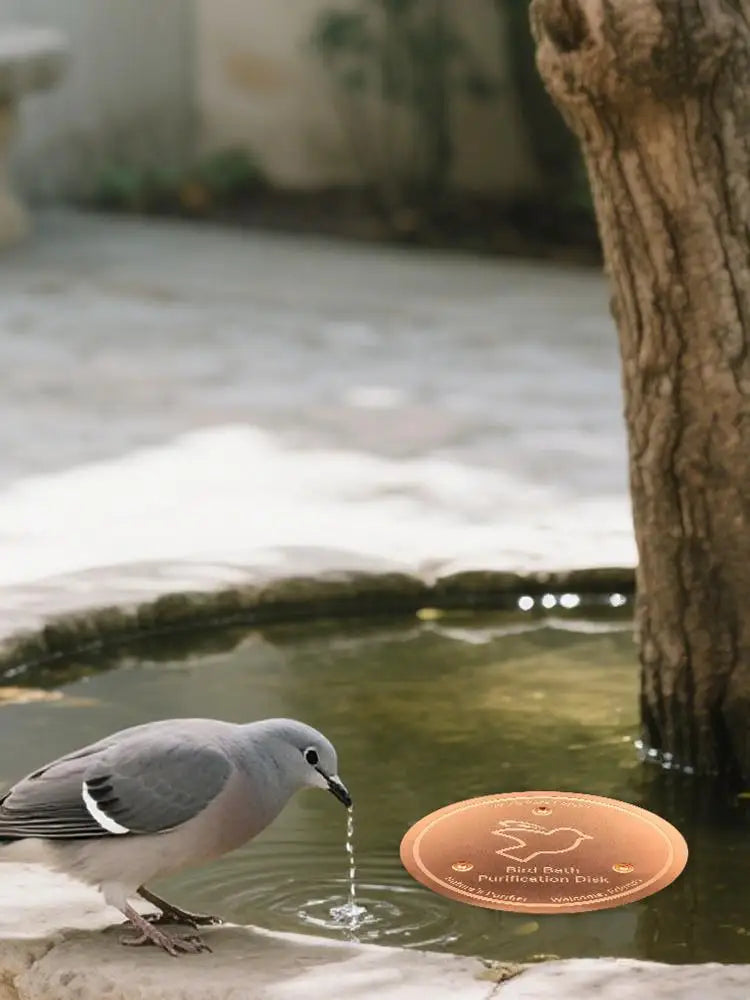A dove is drinking water from a copper bird bath disk on a stone surface.