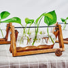 Una estación de propagación de madera contiene frascos de vidrio con plantas verdes jóvenes creciendo en agua.