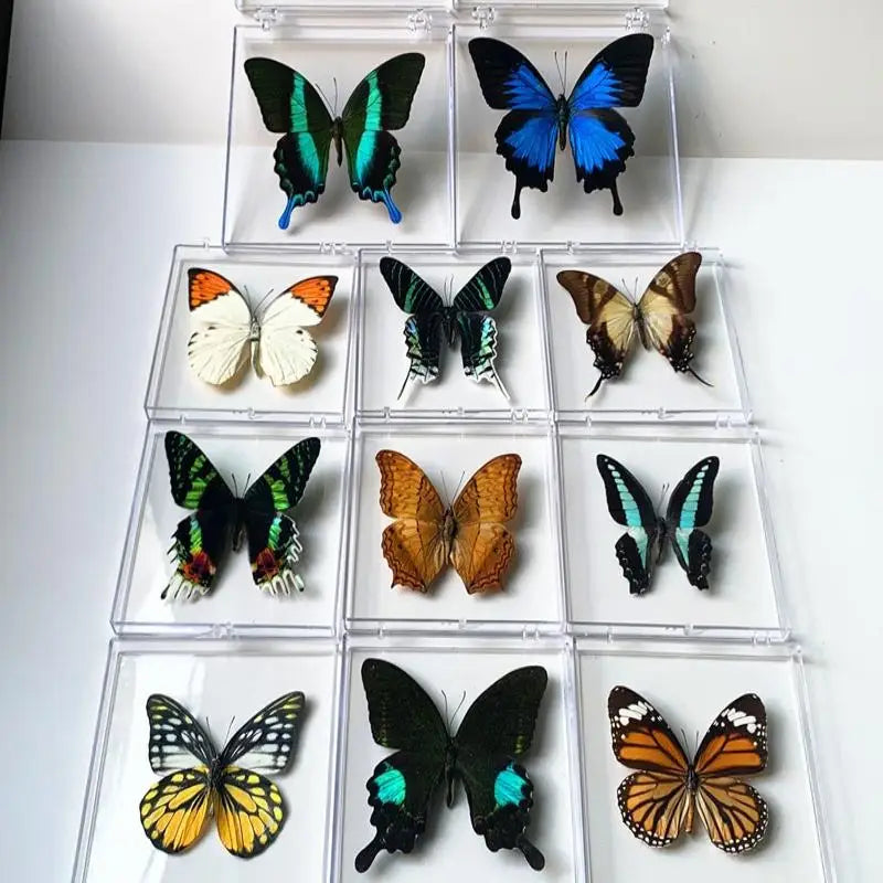 A collection of real preserved butterfly specimens displayed in clear plastic frames.