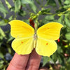 A bright yellow butterfly specimen is held against a blurred green plant background.