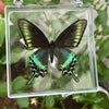 A preserved green and black butterfly specimen displayed in a clear glass frame.