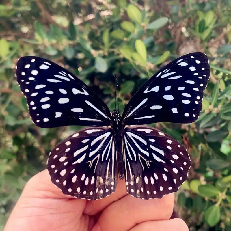 A black and white butterfly specimen is held open against a blurred green background.