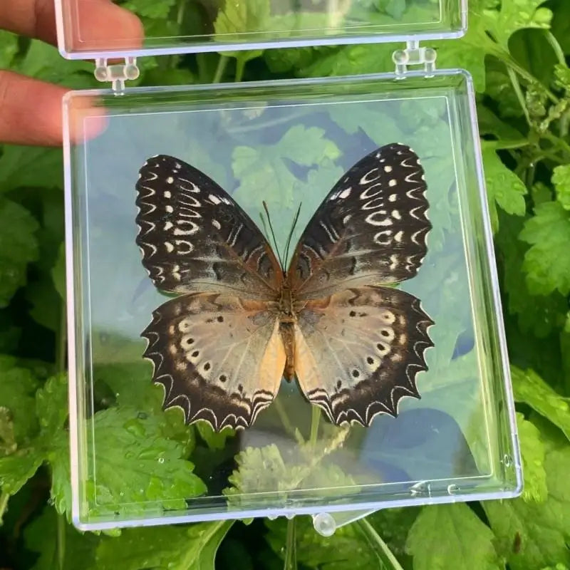A preserved butterfly specimen with dark brown and cream wings is displayed in a clear plastic frame against a green leaf bac