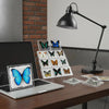 A desk lamp illuminates a display of preserved butterfly specimens in glass frames on a wooden table.