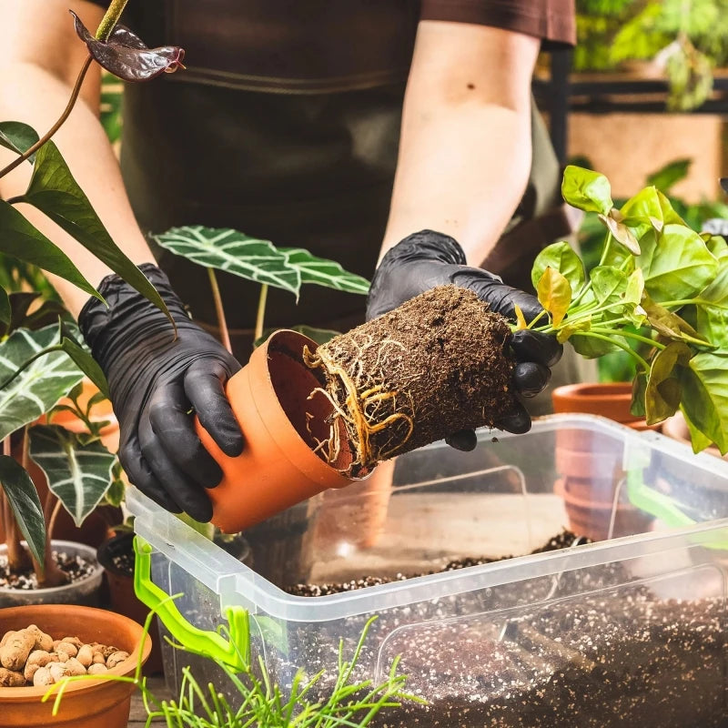 Hands wearing black nitrile disposable gloves are planting a seedling in a pot inside a clear plastic container.