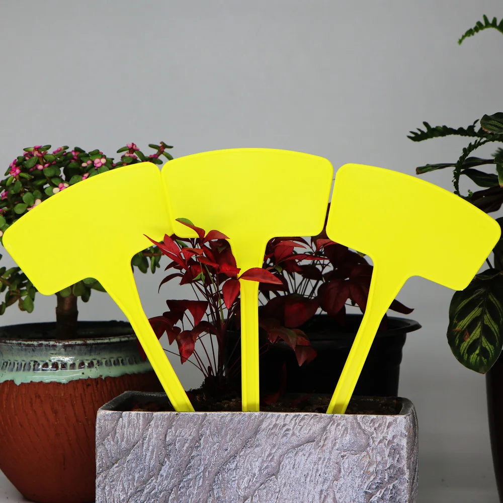 Three yellow T-shaped plant markers with red foliage growing in a potted plant.