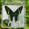 A preserved butterfly specimen with black and neon green stripes displayed in a clear glass frame.