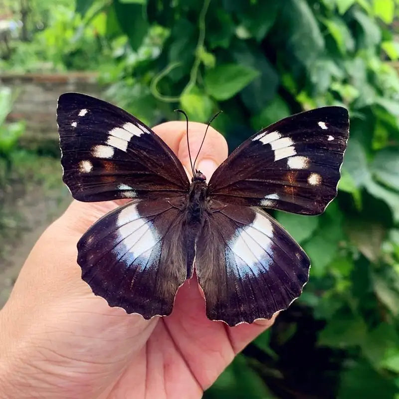 A dark brown and white butterfly specimen is held in a hand against a blurred green background.