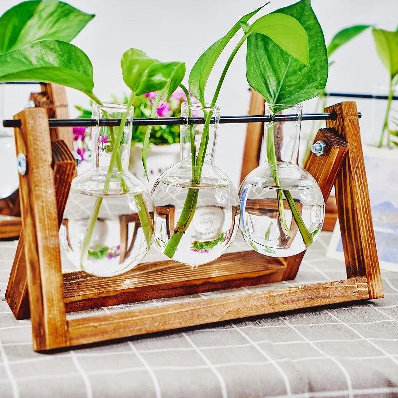 Una estación de propagación de madera sostiene tres viales de vidrio con brotes de plantas verdes creciendo en agua.