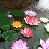 Pink and yellow artificial lotus flowers floating on water with a waterfall background