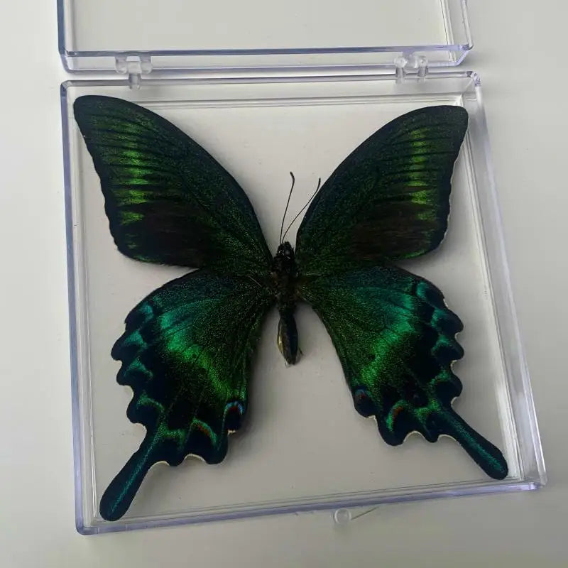 A dark green butterfly specimen with black markings is displayed inside a clear plastic box.