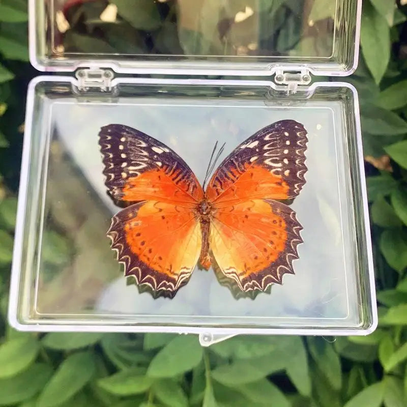 A preserved orange and black butterfly specimen displayed in a clear glass box.