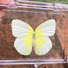 A white butterfly specimen with yellow markings is displayed in a clear plastic frame.