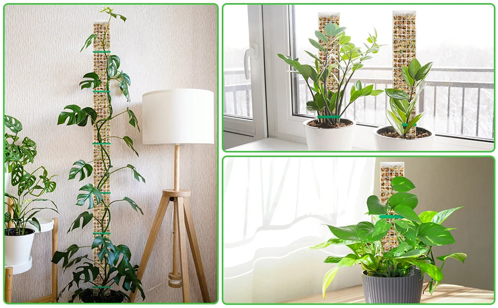 Set ausstellbare Kunststoffmoosstäbe als Halter für Zimmerpflanzen.