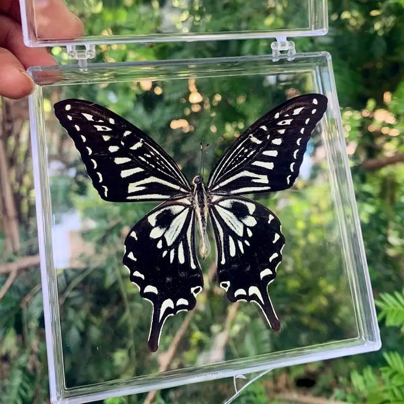 A black and white preserved butterfly specimen is displayed inside a clear glass frame.