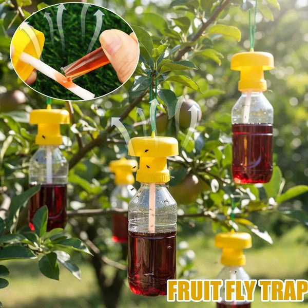 A close-up of a fruit fly trap hanging from a tree branch, showing a liquid and a yellow dispenser.