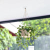 A potted green plant hangs from a wall hook mount in a bright indoor setting.