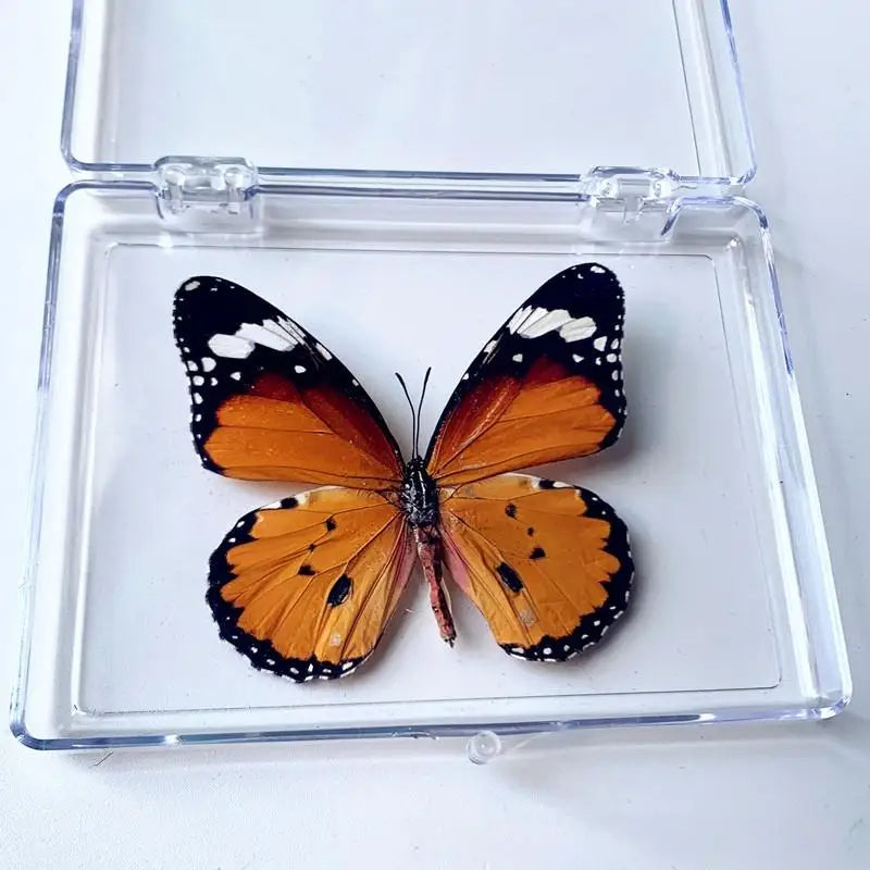 A real preserved butterfly specimen with orange and black wings displayed in a clear plastic frame.