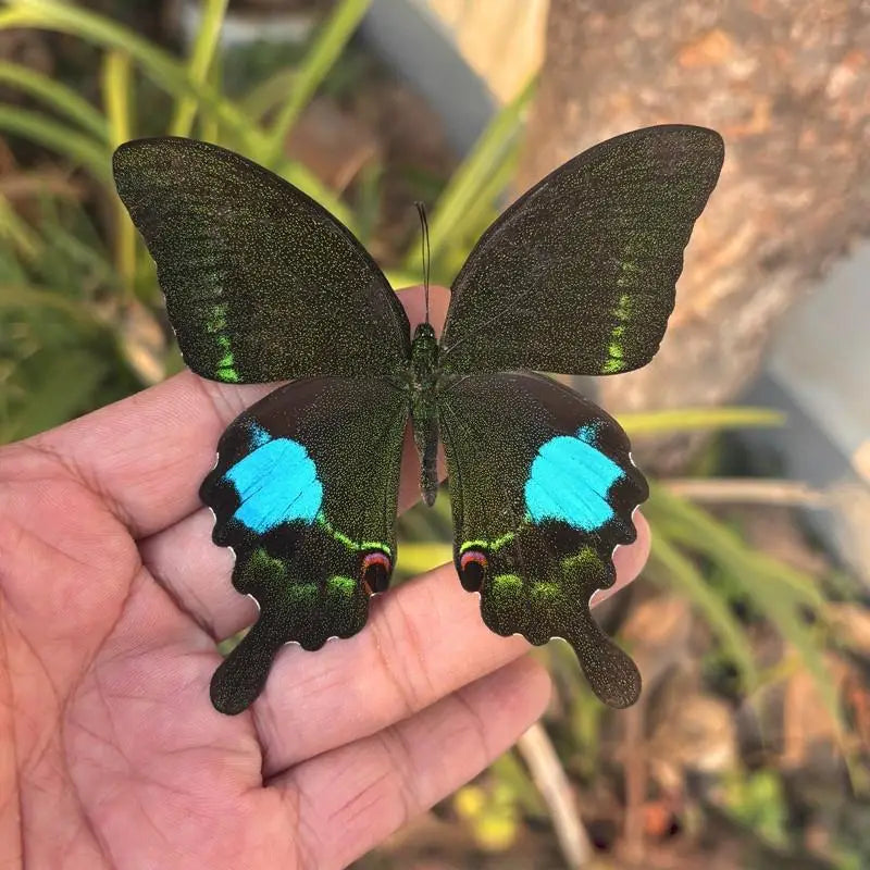 A hand holds a preserved butterfly specimen with black wings featuring bright blue markings against a dark background.