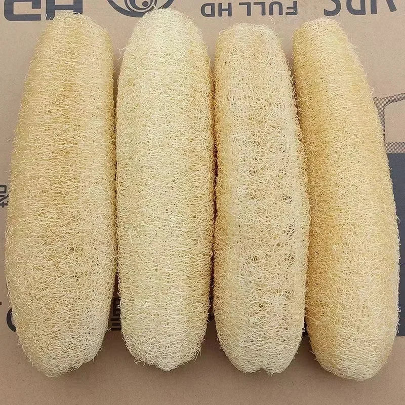 Four cylindrical natural loofah exfoliating body sponges with hanging ropes.