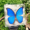 A vibrant blue butterfly specimen is preserved and displayed in a clear glass frame surrounded by white foam.