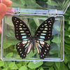 A black and white butterfly specimen is displayed inside a clear plastic frame.