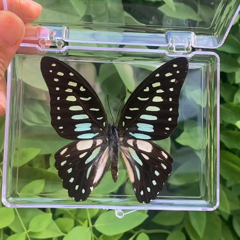 A black and white butterfly specimen is displayed inside a clear plastic frame.